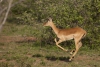 Impala