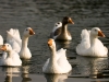 Geese