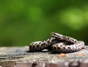 Vipera berus