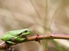 Hyla arborea