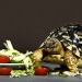 Schildpad